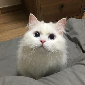 人妻少妇伦伦AV
